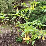 アパート очаровательная Alberti
